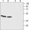 Cholecystokinin B Receptor antibody, PA5-77377, Invitrogen Antibodies, Western Blot image 