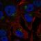 Cell Cycle Progression 1 antibody, HPA009432, Atlas Antibodies, Immunofluorescence image 