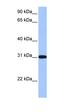 Ret Finger Protein Like 2 antibody, orb330670, Biorbyt, Western Blot image 