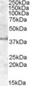 Apolipoprotein L6 antibody, MBS421660, MyBioSource, Western Blot image 
