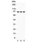 TANK Binding Kinase 1 antibody, R31230, NSJ Bioreagents, Western Blot image 