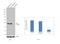 Fatty acid desaturase antibody, MA1-26155, Invitrogen Antibodies, Western Blot image 