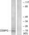 CCAAT Enhancer Binding Protein Gamma antibody, LS-C118938, Lifespan Biosciences, Western Blot image 