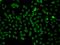 Phosphatidylinositol Specific Phospholipase C X Domain Containing 2 antibody, orb373652, Biorbyt, Immunocytochemistry image 