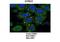 Regulatory erythroid kinase antibody, A04782, Boster Biological Technology, Immunohistochemistry paraffin image 