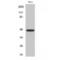 Interferon Regulatory Factor 4 antibody, LS-C384176, Lifespan Biosciences, Western Blot image 