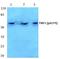 Telomeric repeat-binding factor 1 antibody, A02474S219, Boster Biological Technology, Western Blot image 
