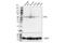 Squalene Epoxidase antibody, 40659S, Cell Signaling Technology, Western Blot image 