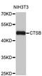 Cathepsin B antibody, MBS127909, MyBioSource, Western Blot image 