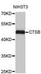 Cathepsin B antibody, MBS127909, MyBioSource, Western Blot image 