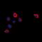 Cytochrome P450 Family 2 Subfamily W Member 1 antibody, abx133491, Abbexa, Western Blot image 