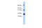 BUD31 Homolog antibody, 25-432, ProSci, Enzyme Linked Immunosorbent Assay image 