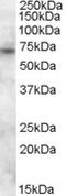 ATP Binding Cassette Subfamily D Member 3 antibody, LS-B6476, Lifespan Biosciences, Western Blot image 