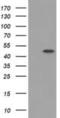 Protein Kinase C And Casein Kinase Substrate In Neurons 3 antibody, NBP2-03477, Novus Biologicals, Western Blot image 