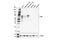 Lymphocyte Activating 3 antibody, 80282S, Cell Signaling Technology, Western Blot image 
