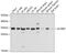 Aly/REF Export Factor antibody, 19-975, ProSci, Western Blot image 