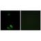 Aldo-keto reductase family 1 member C-like protein 1 antibody, A16810, Boster Biological Technology, Immunofluorescence image 