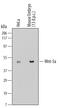 Wnt Family Member 5A antibody, MAB645, R&D Systems, Western Blot image 