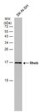 GTP-binding protein Rheb antibody, GTX634335, GeneTex, Western Blot image 
