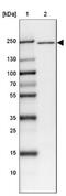 Anaphase Promoting Complex Subunit 1 antibody, NBP1-90141, Novus Biologicals, Western Blot image 