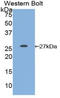 pmGT10 antibody, LS-C303716, Lifespan Biosciences, Western Blot image 