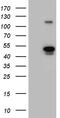 Alpha-N-Acetylgalactosaminidase antibody, CF811279, Origene, Western Blot image 