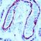 Filamin A antibody, MA5-11705, Invitrogen Antibodies, Immunohistochemistry frozen image 