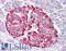 Osteoclast Stimulating Factor 1 antibody, LS-B6271, Lifespan Biosciences, Immunohistochemistry frozen image 