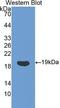 Peptidylprolyl Isomerase A antibody, LS-C297080, Lifespan Biosciences, Western Blot image 