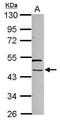 Phosphorylated adapter RNA export protein antibody, PA5-32138, Invitrogen Antibodies, Western Blot image 