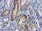 Lactamase Beta 2 antibody, M11709, Boster Biological Technology, Immunohistochemistry paraffin image 