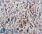Phosphotyrosine antibody, LS-C210236, Lifespan Biosciences, Immunohistochemistry frozen image 