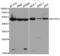 RuvB Like AAA ATPase 2 antibody, TA332457, Origene, Western Blot image 
