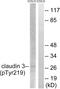 Claudin 3 antibody, abx012678, Abbexa, Western Blot image 