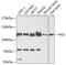 Hepatocyte Growth Factor-Regulated Tyrosine Kinase Substrate antibody, 18-156, ProSci, Western Blot image 
