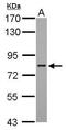 AT-Rich Interaction Domain 3A antibody, PA5-28294, Invitrogen Antibodies, Western Blot image 