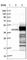 Syntaxin-18 antibody, HPA003019, Atlas Antibodies, Western Blot image 
