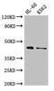 Mitochondrial Transcription Termination Factor 1 antibody, orb51814, Biorbyt, Western Blot image 