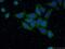 Gamma-Glutamylcyclotransferase antibody, 16257-1-AP, Proteintech Group, Immunofluorescence image 