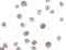 T Cell Immunoglobulin And Mucin Domain Containing 4 antibody, PA5-20246, Invitrogen Antibodies, Immunocytochemistry image 