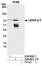 PC4 And SFRS1 Interacting Protein 1 antibody, A300-847A, Bethyl Labs, Immunoprecipitation image 