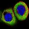 Potassium Channel Tetramerization Domain Containing 21 antibody, HPA041964, Atlas Antibodies, Immunofluorescence image 