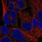 TOR antibody, NBP2-55920, Novus Biologicals, Immunofluorescence image 