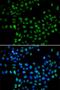 ELL-associated factor 2 antibody, PA5-77141, Invitrogen Antibodies, Immunofluorescence image 