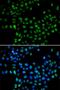 ELL Associated Factor 2 antibody, PA5-77141, Invitrogen Antibodies, Immunofluorescence image 