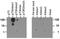 Histone Cluster 2 H3 Family Member D antibody, NB21-1012, Novus Biologicals, Dot Blot image 