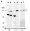 Tet Methylcytosine Dioxygenase 3 antibody, orb67241, Biorbyt, Western Blot image 