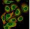 Peptidyl Arginine Deiminase 3 antibody, NBP1-92240, Novus Biologicals, Immunofluorescence image 