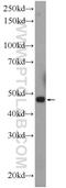 Cell Growth Regulator With Ring Finger Domain 1 antibody, 16101-1-AP, Proteintech Group, Western Blot image 