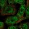 Hyaluronan Binding Protein 4 antibody, HPA055969, Atlas Antibodies, Immunofluorescence image 